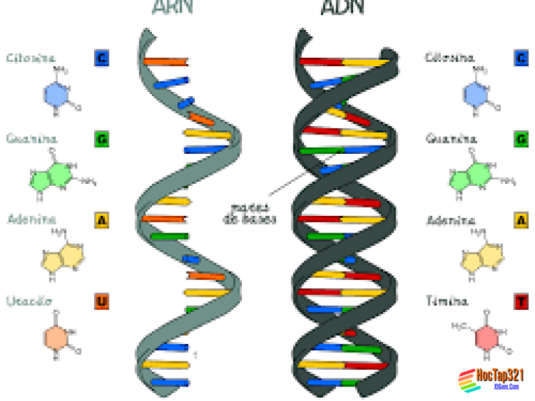 Bài 17: Mối quan hệ giữa gen và ARN