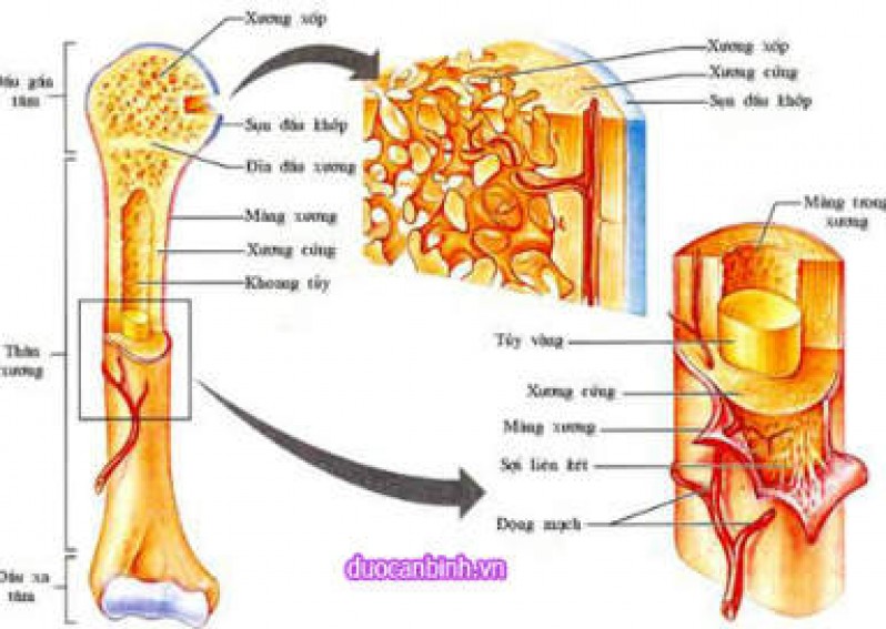 Cấu tạo và tính chất của xương