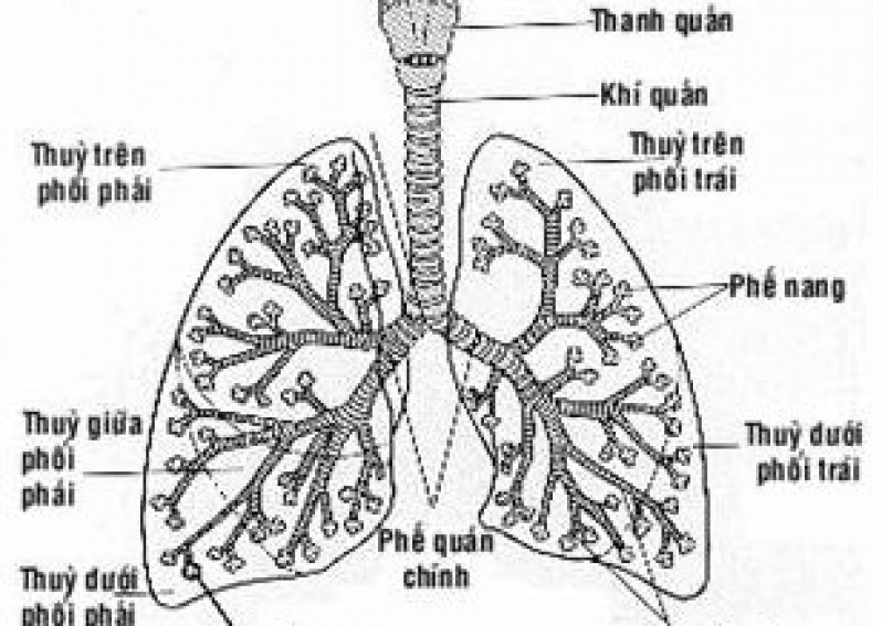 Hô hấp và các cơ quan hô hấp